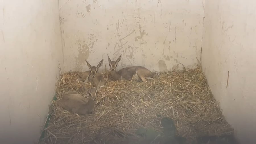 העופרים שנמצאו