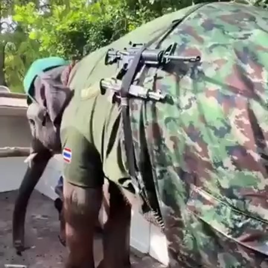 הפיל התאילנדי המגויס