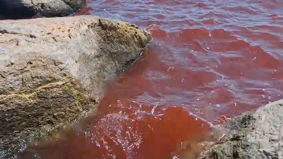 הכתמים האדומים בכנרת