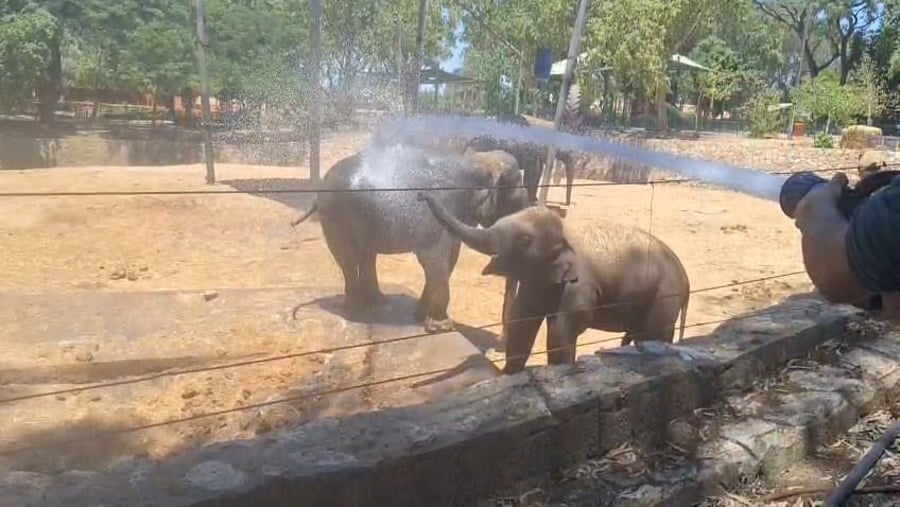 הפילים בספארי