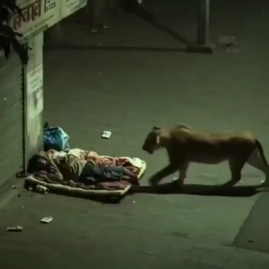 סרטון הלביאה, פייק?