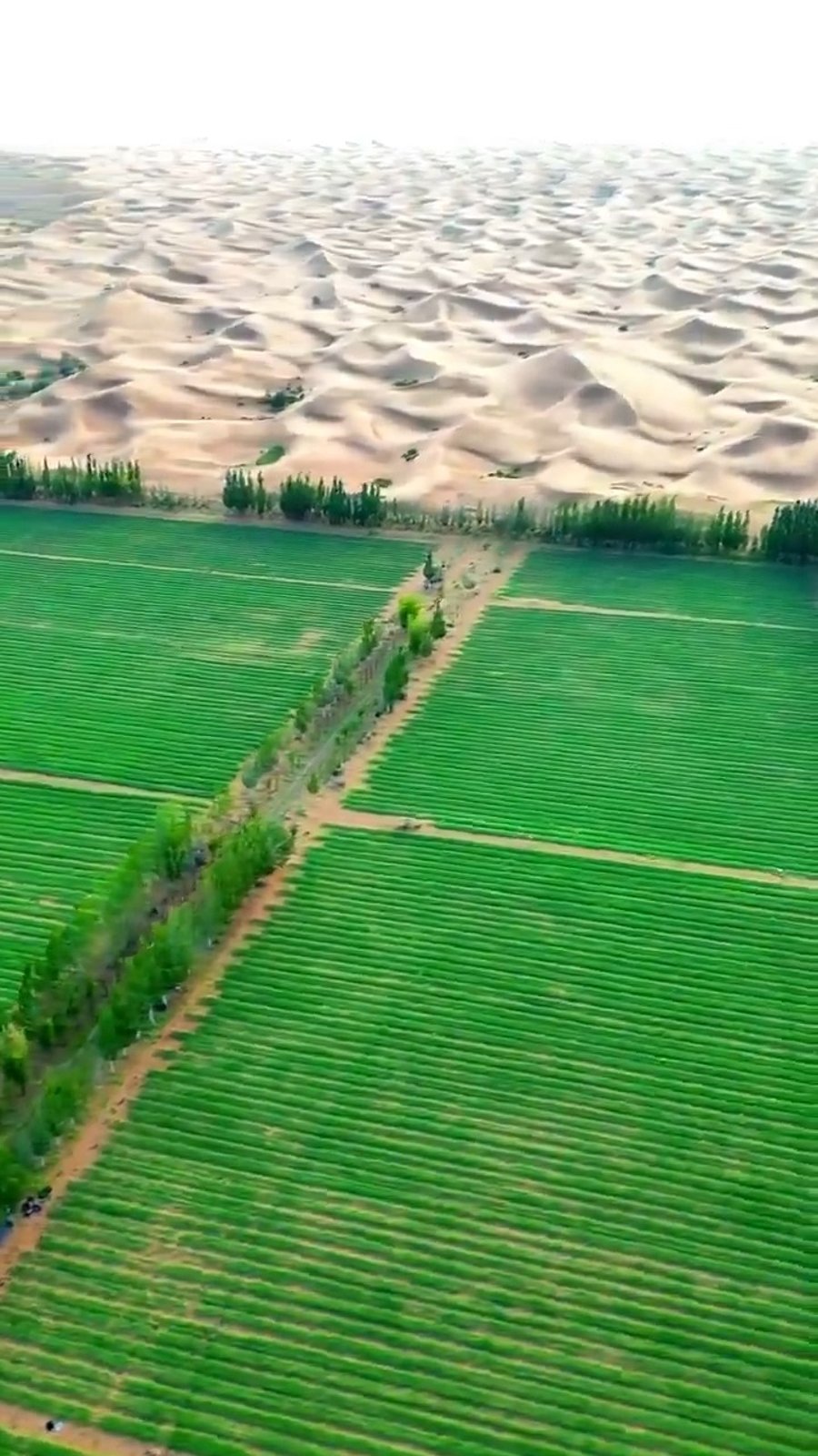 החומה הירוקה הסינית 