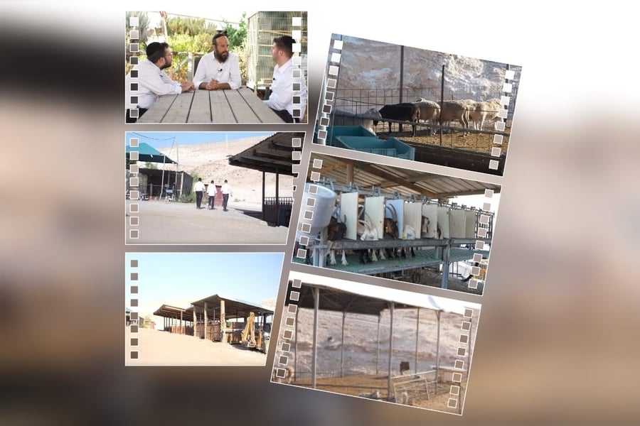 החווה החקלאית החסידית ליד מצפה יריחו