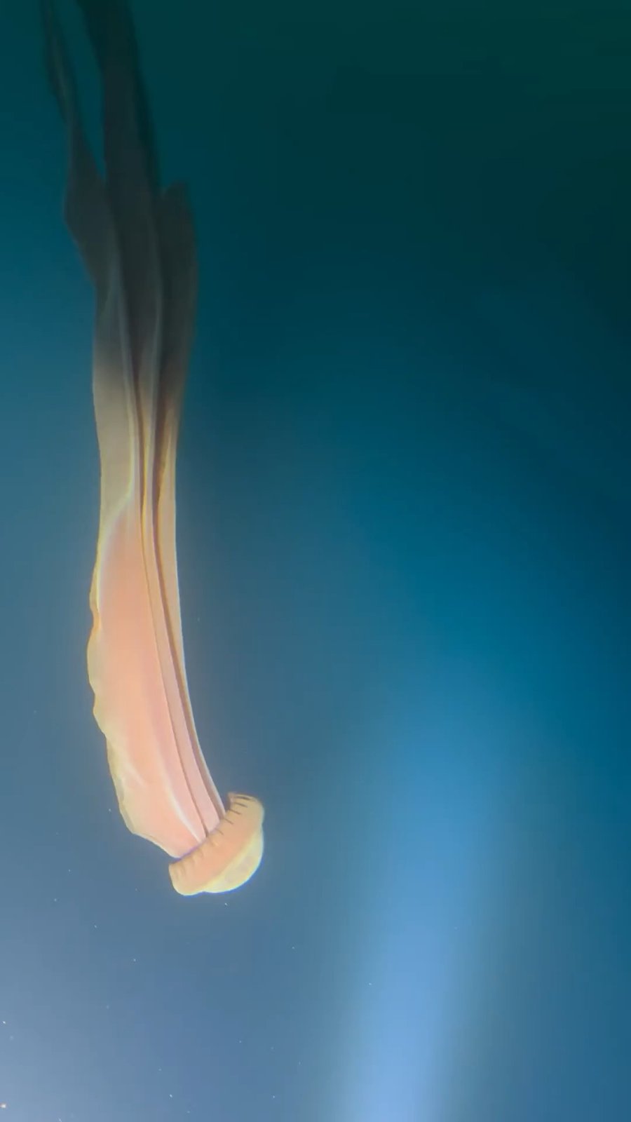 המדוזה הענקית