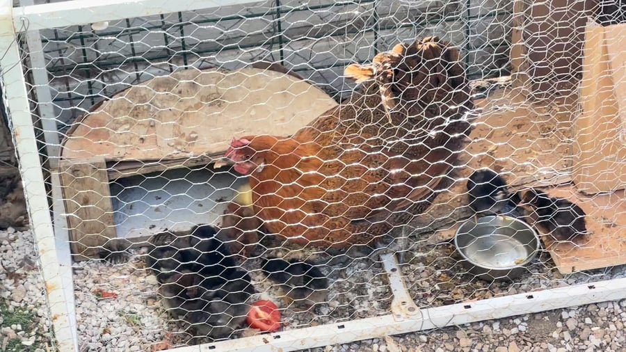 תגנגולת מסוג באלדי עם אפרוחים (ערבי מעורב) בחצר של מנדי