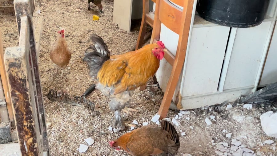 תחרות הקוקוריקו בין תרנגול הברהמה (הגדול) לבין האוליאגס (השחור מנוקד)