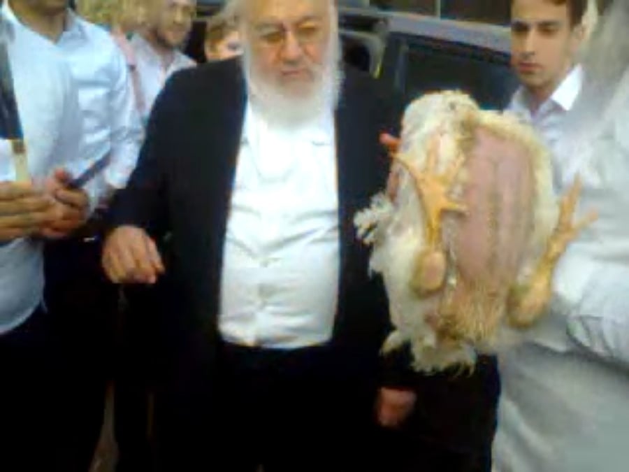 ראש הישיבה הגאון רבי אברהם יצחק קוק בשחיטה וכיסוי הדם של הכפרות