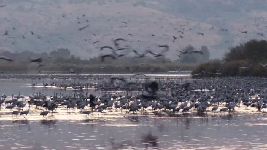 העגורים הבוקר באגמון החולה