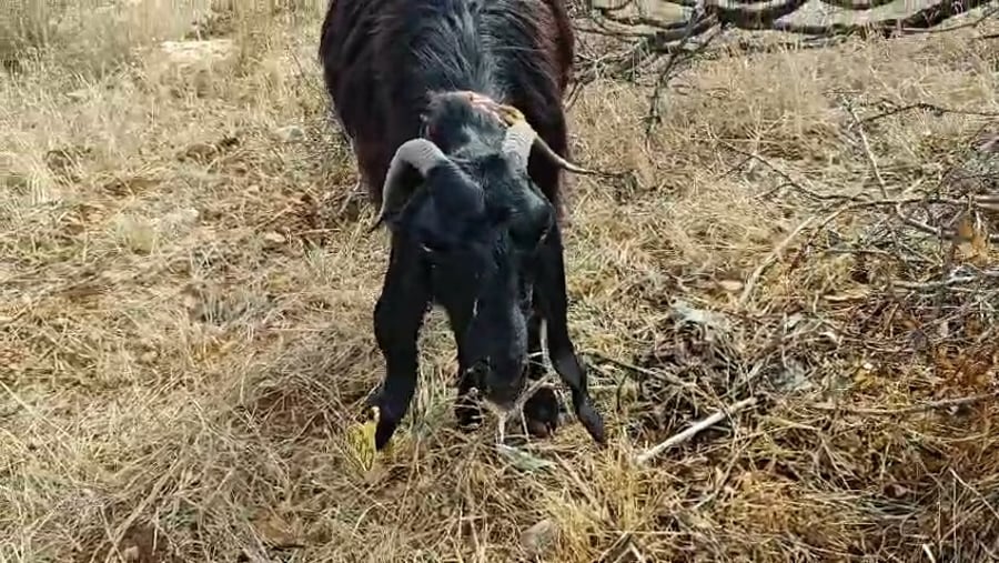 אחת העזים ברגעי גסיסה
