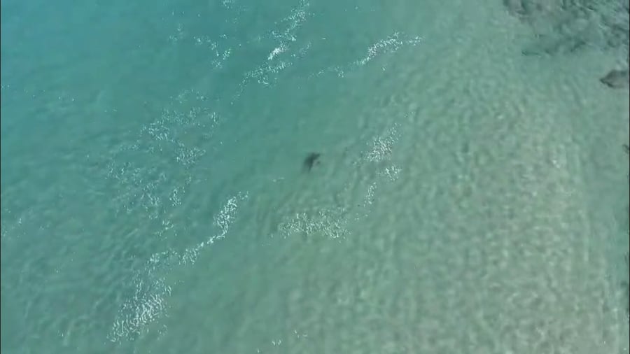 הכרישים בתחנת הכח בחדרה