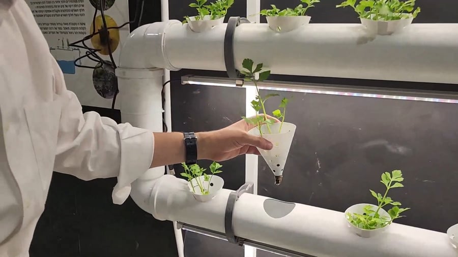 עגבניות וחסה שברכתם שהכל?! ראיון עם ההידרופוניסט יעקב שטיבל בחממה ירושלים