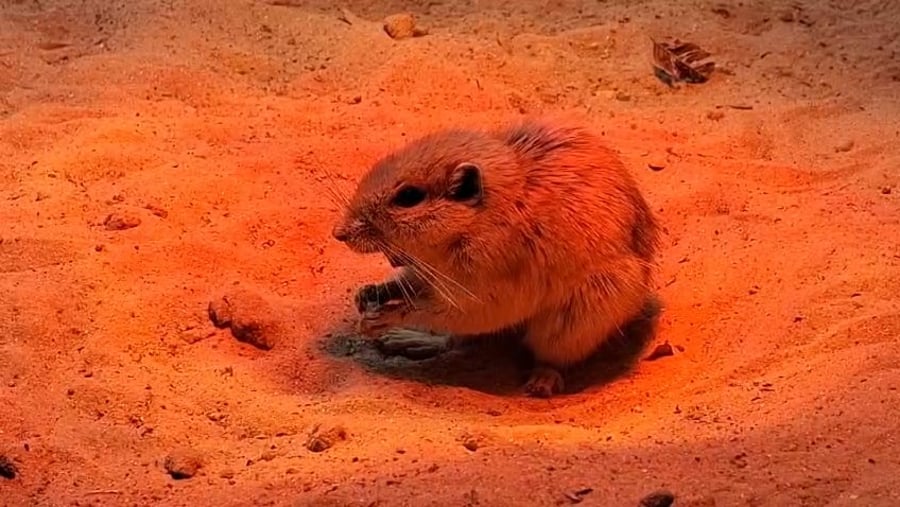 מוני הפסמון בספארי, הבוקר