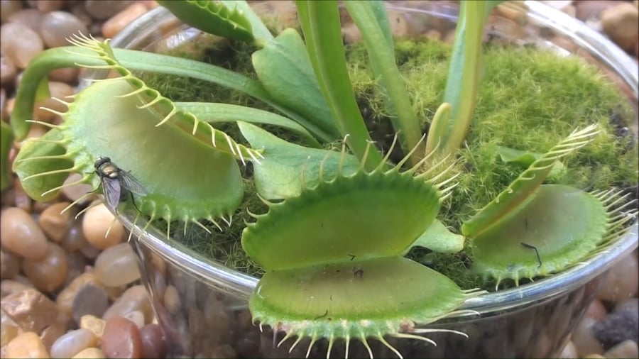 הדיונאה טורפת זבוב