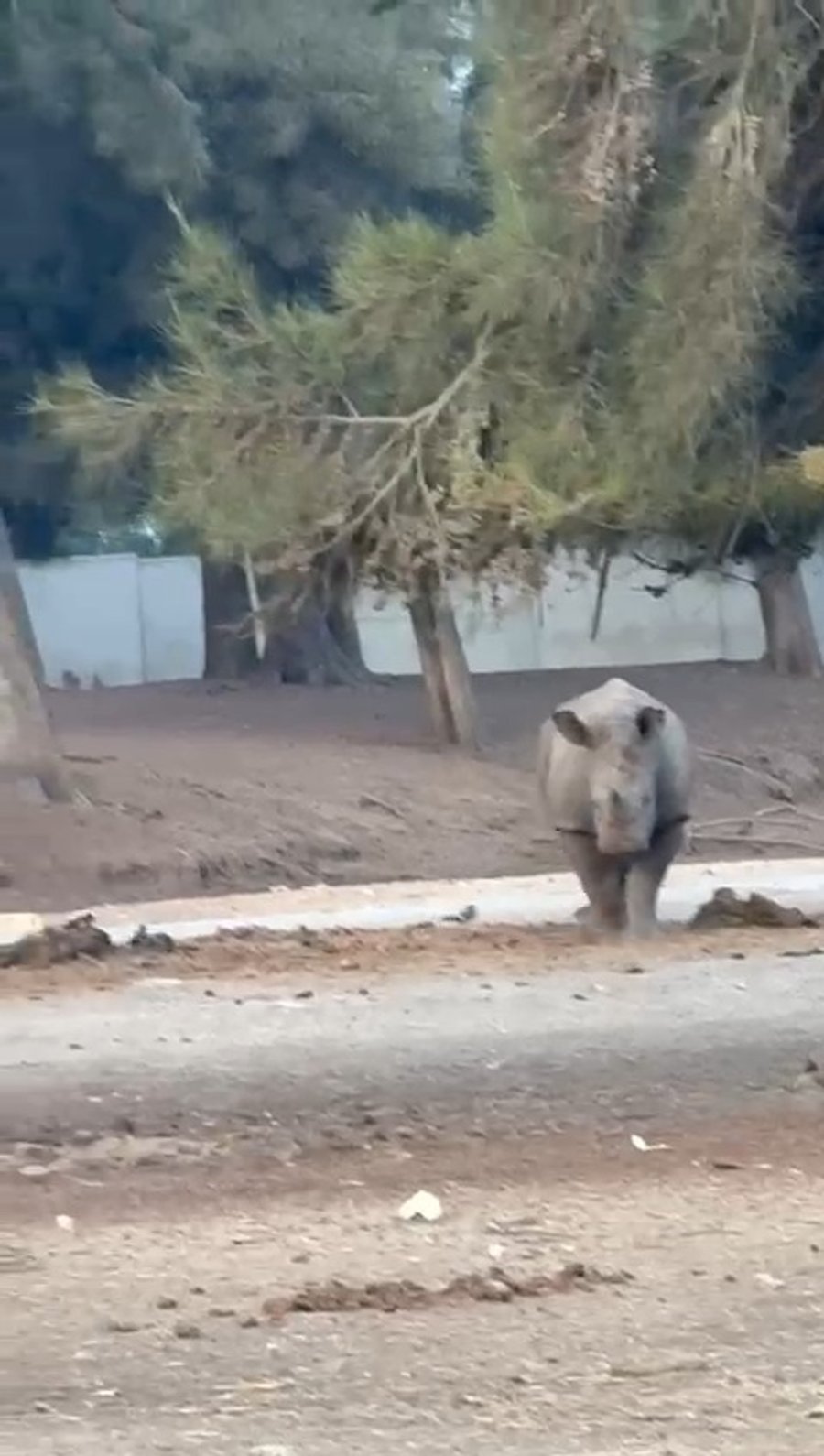 הקרנף רעי בספארי