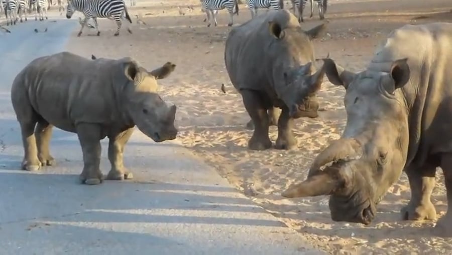 הקרנף רעי בספארי