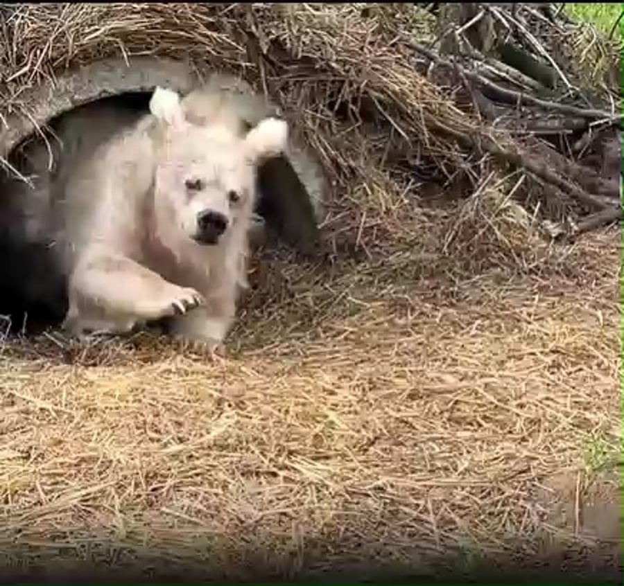 הדובה מתעוררת אחרי תרדמת החורף