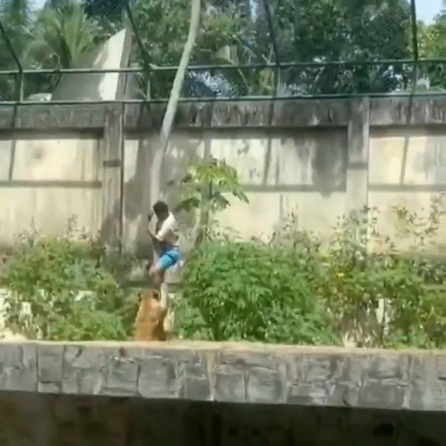 נכנס לכלוב של הלביאה בברזיל