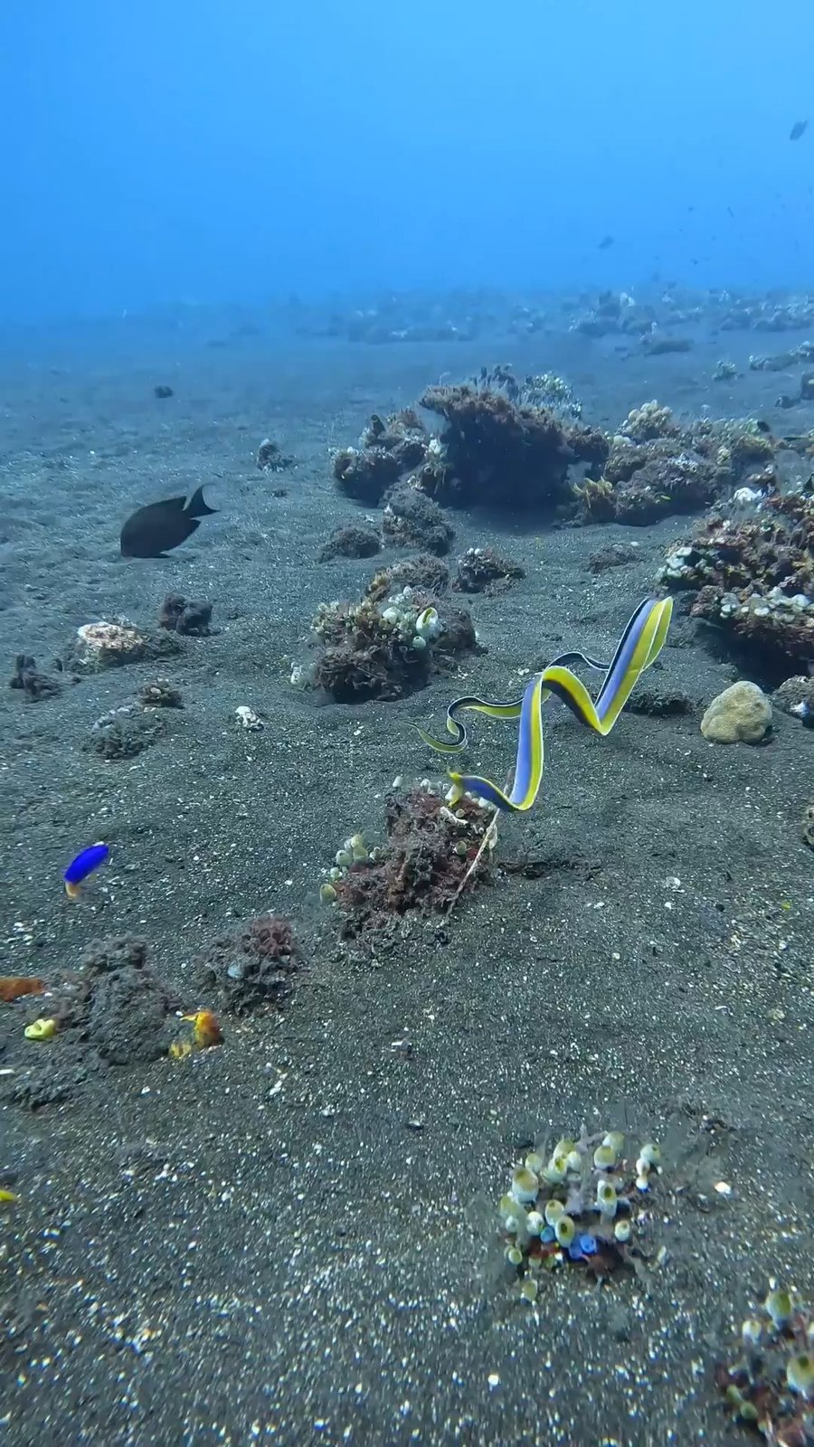 צלופח הסרט הכחול