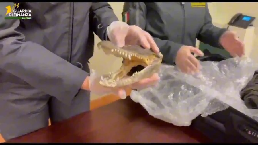 ראש התנין שנתפס