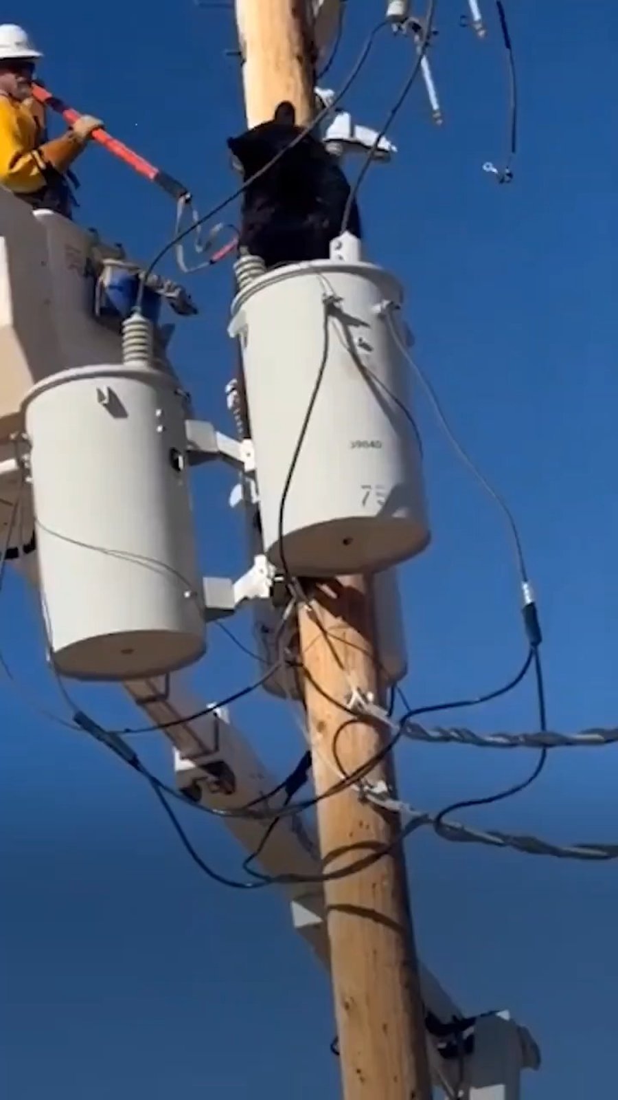 חילוץ הדוב שנתקע על עמוד חשמל