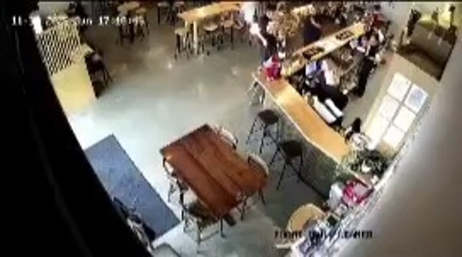 כלב הים משוטט בתוך הבר