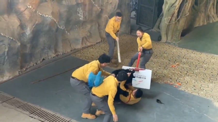 הדב תוקף את המאמן