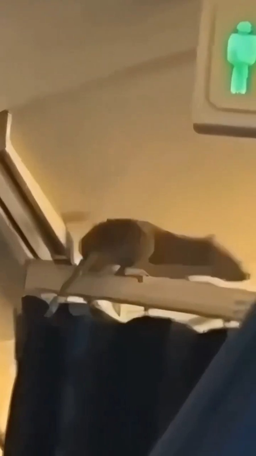 העכברוש בתוך המטוס