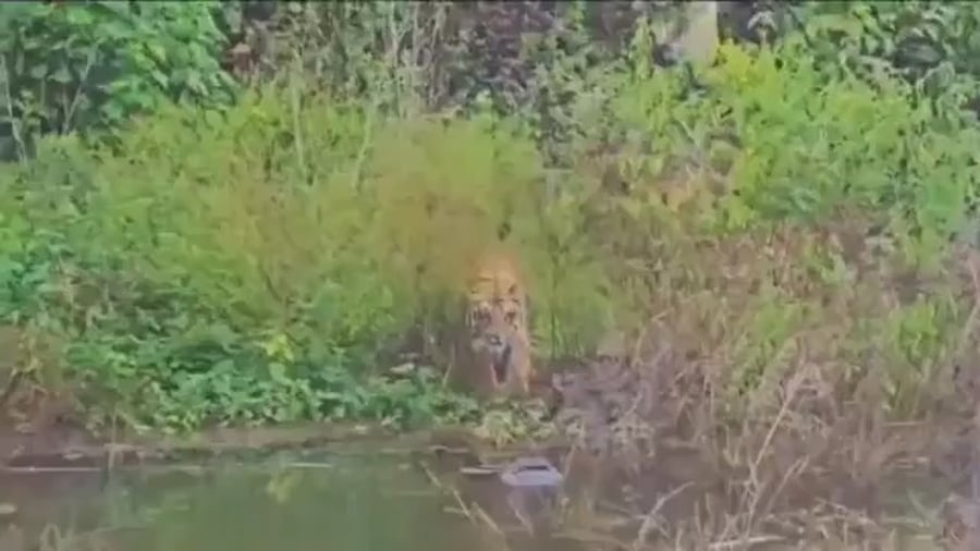 המפגש הדרמטי בין התנין לטיגריס