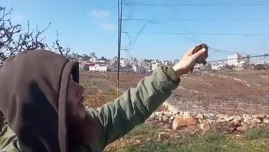 הציפורים משוחררות