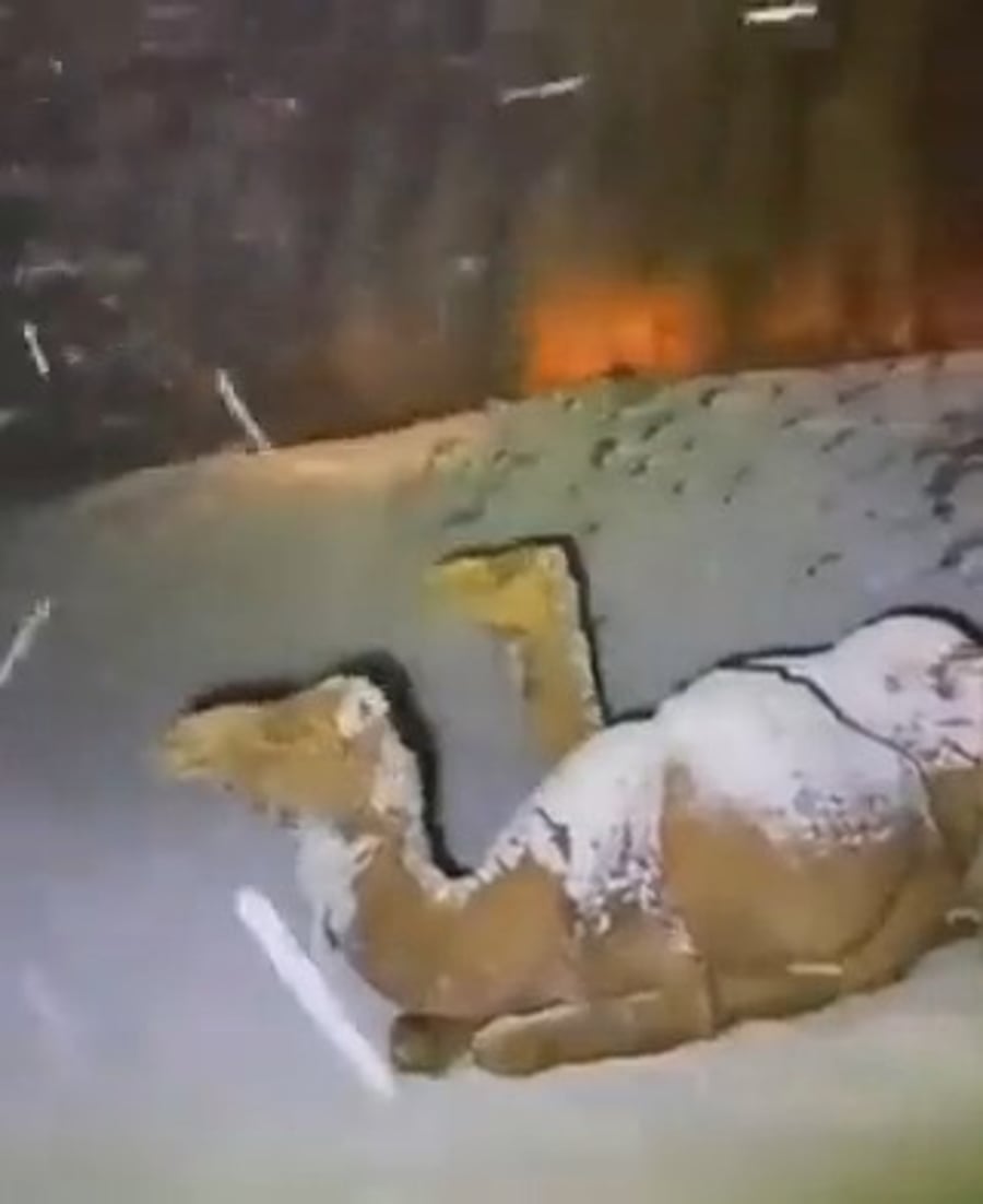 שלג בערב הסעודית