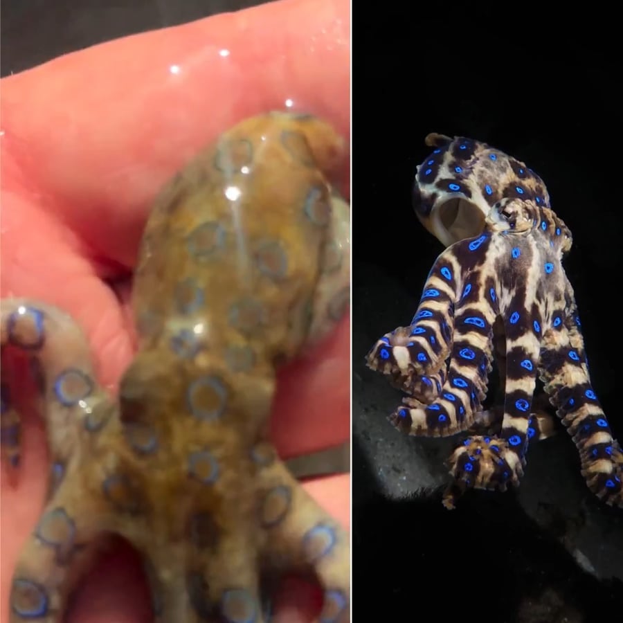 הורג 26 בוגרים בנשיכה אחת. תמנון כחול טבעות