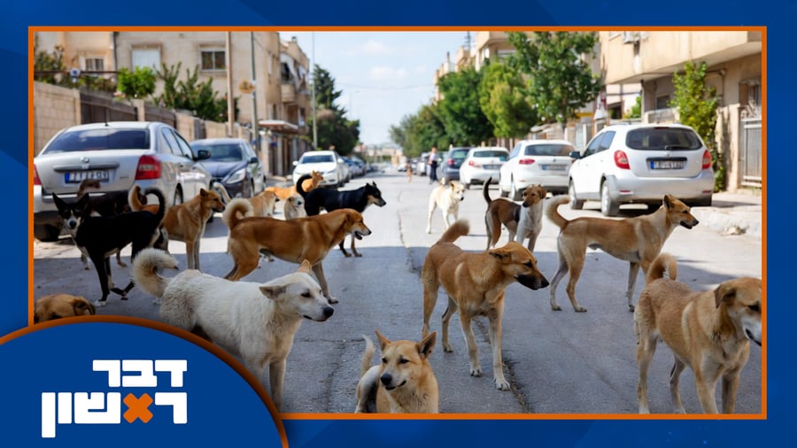 התוכנית המלאה | צפו