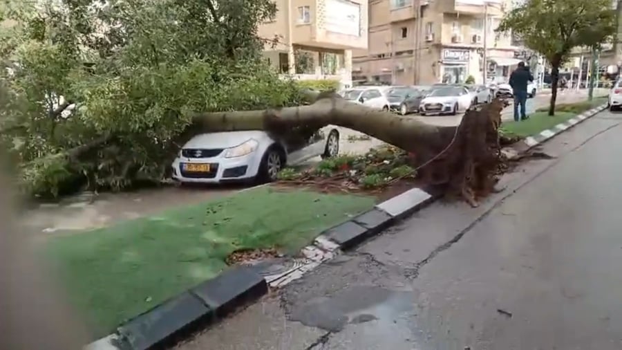 קריסת העץ על הרכב בהרצליה