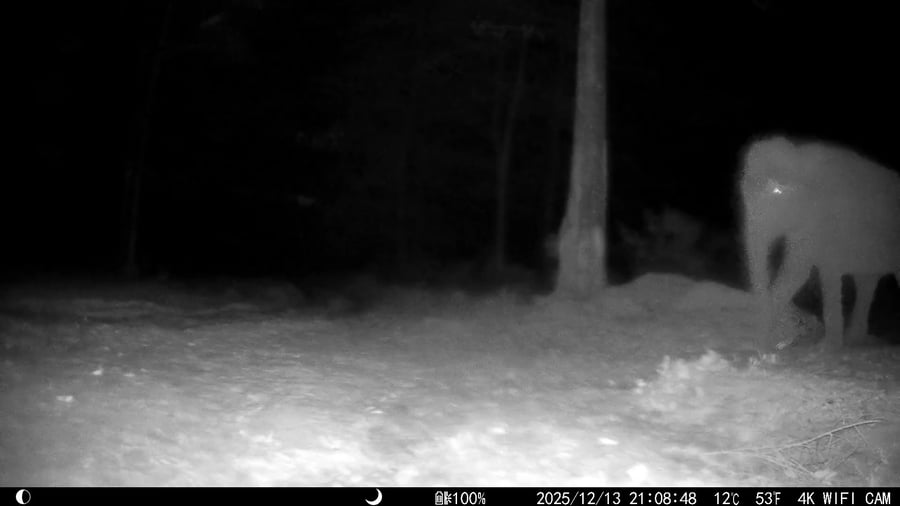 הפיל תוקף את המצלמה 