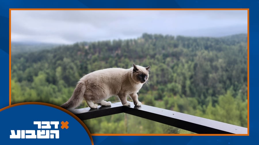 מאלפוי לודמיר בתמונה נדירה