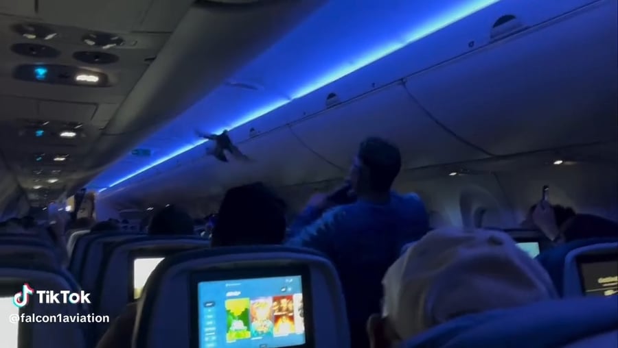 היונה בתוך הטיסה של דלתא במאי האחרון