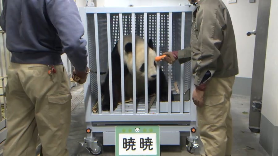 נפרדים מפנדות הענק