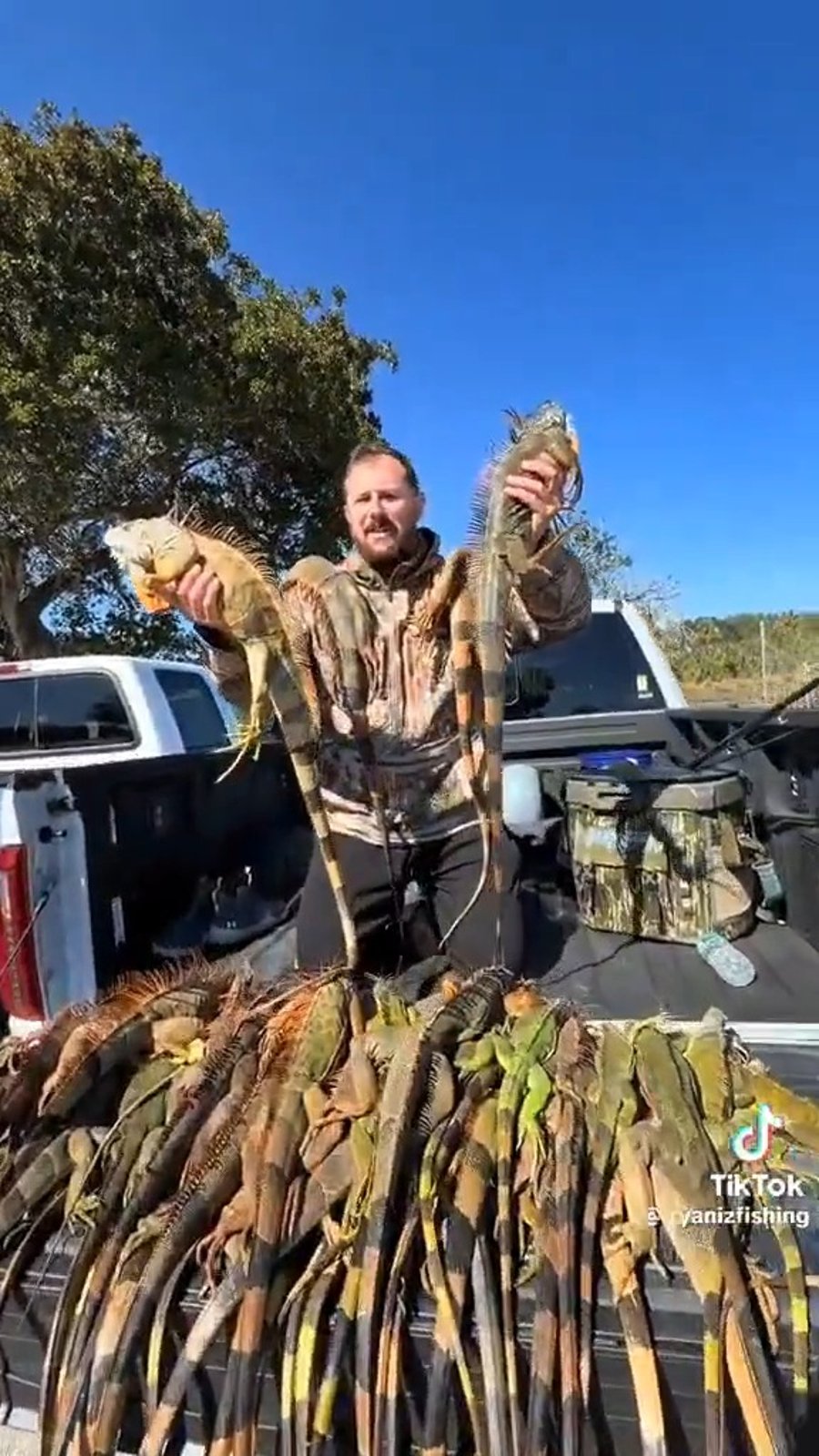 האיגואנות אחרי שנפלו מן העצים