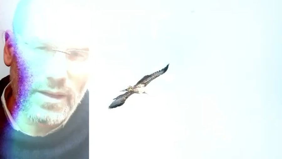 'כנפי נשרים'