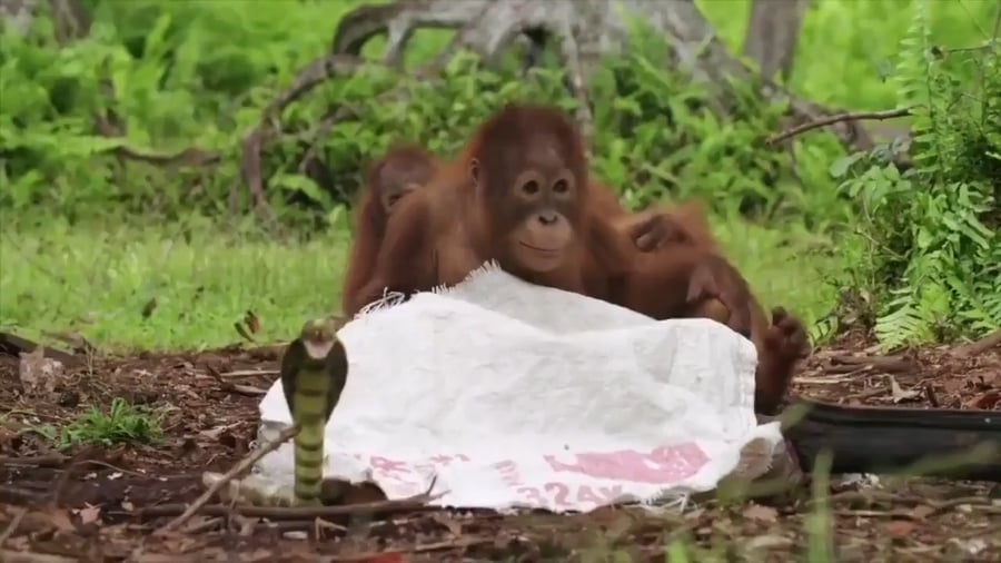 הקופים בשיעור הישרדות