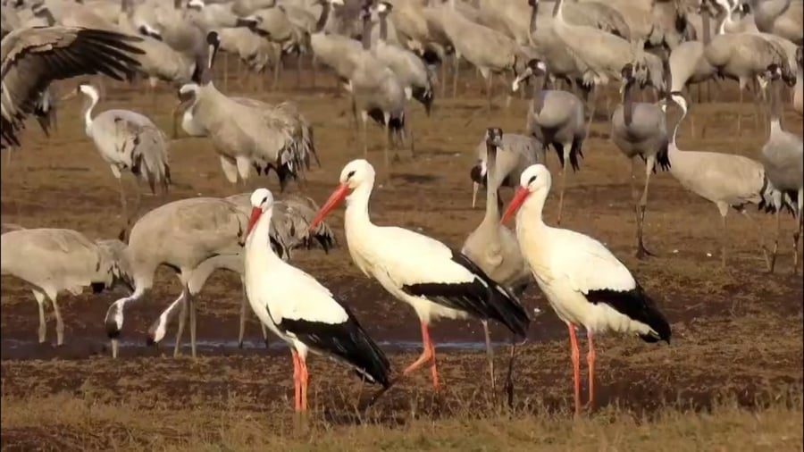 החסידות הראשונות