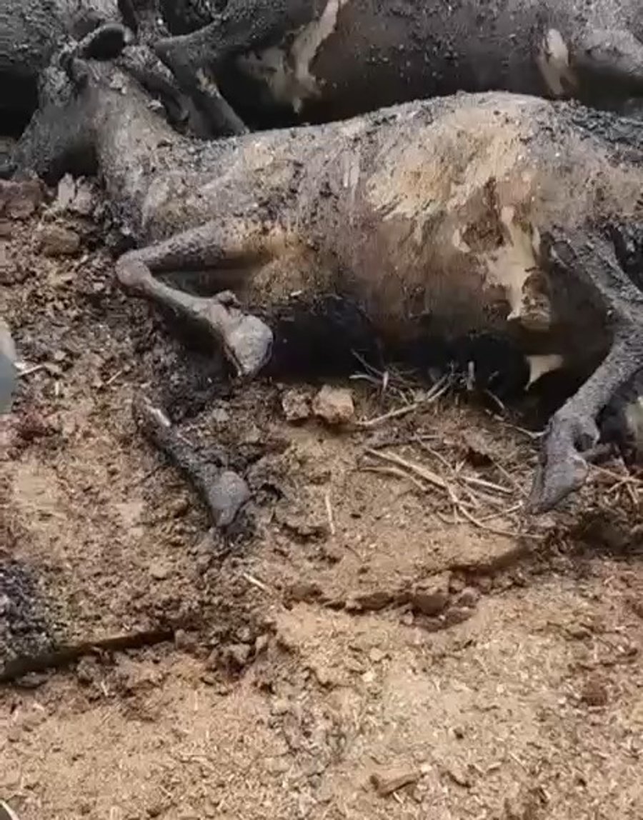 הכבשים שאותרו שרופות