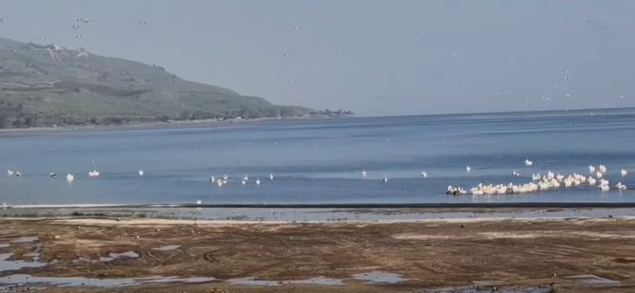 להקת השקנאים בכנרת, הבוקר