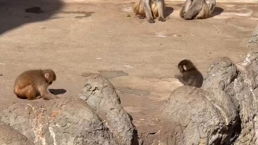 פאנץ' והבובה האהובה עליו