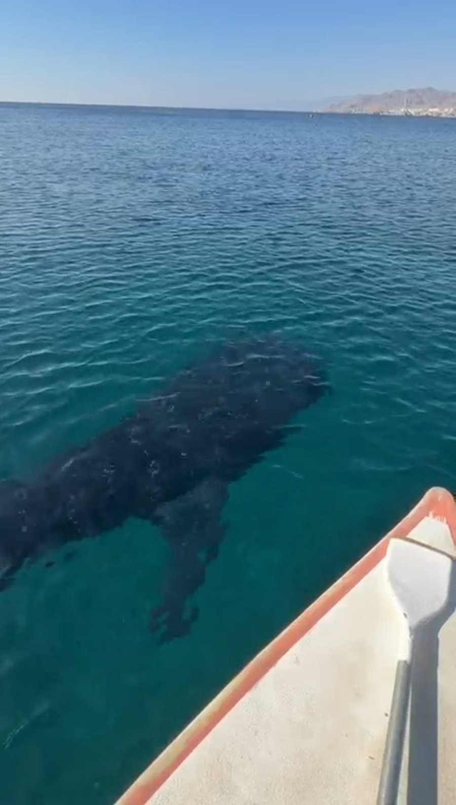 הכריש היום בחופי אילת