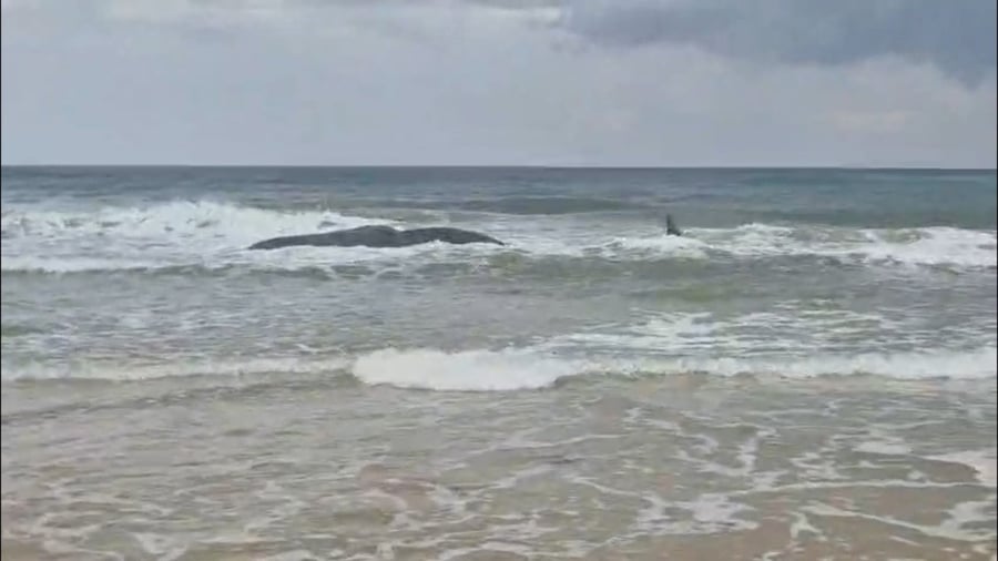 לוויתן ראשתן בחוף הים בזיקים, הבוקר