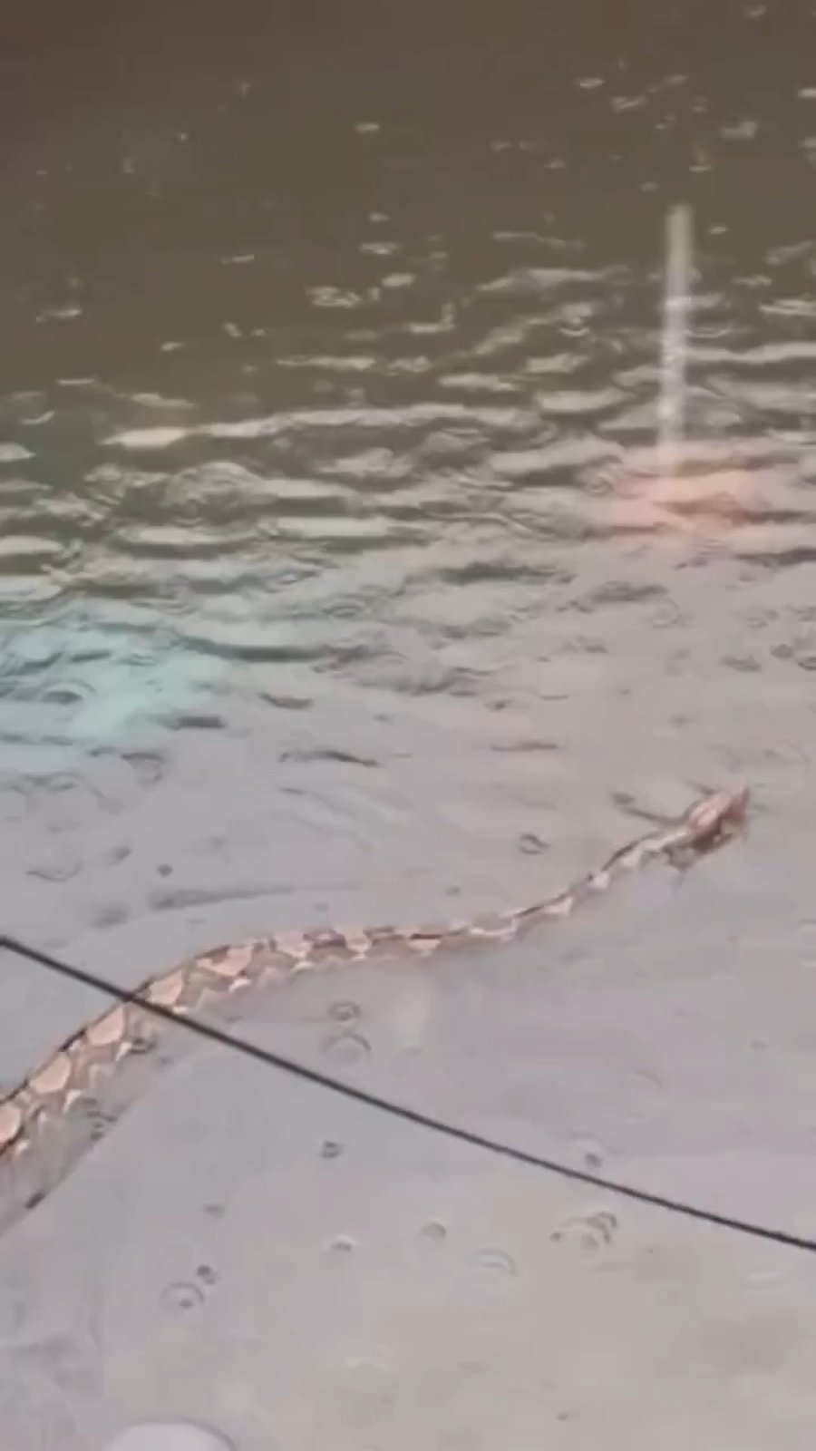 פיתון מפלס דרך בשיטפונות בבאלי