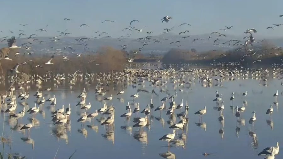 העגורים באגמון החולה