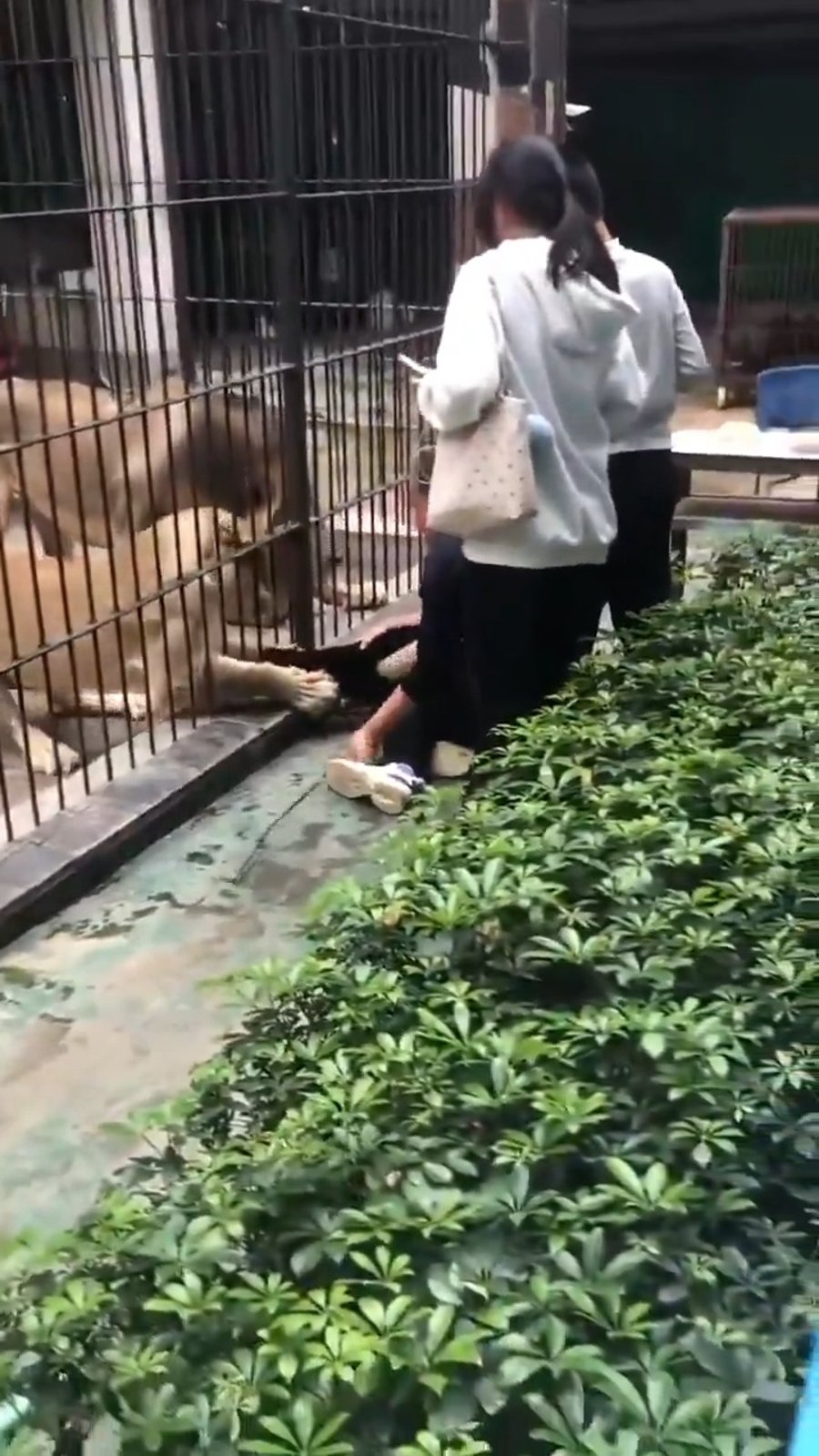 התיעוד מגן החיות