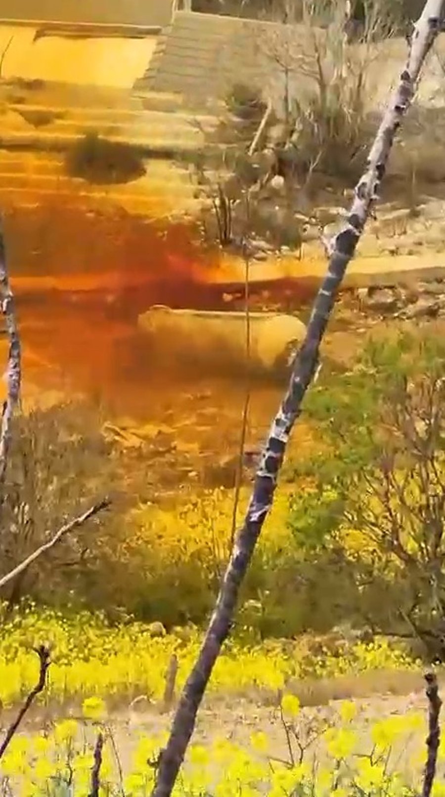 הנפילה בצפת